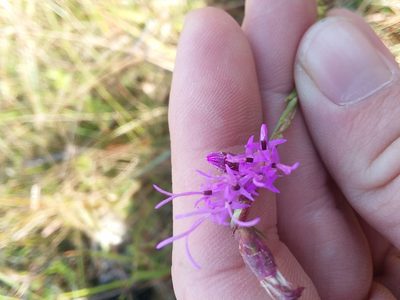 Liatris elegantula, photographed by Will McFarland