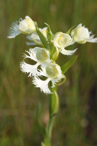 Platanthera praeclara, photographed by Allan Harris
