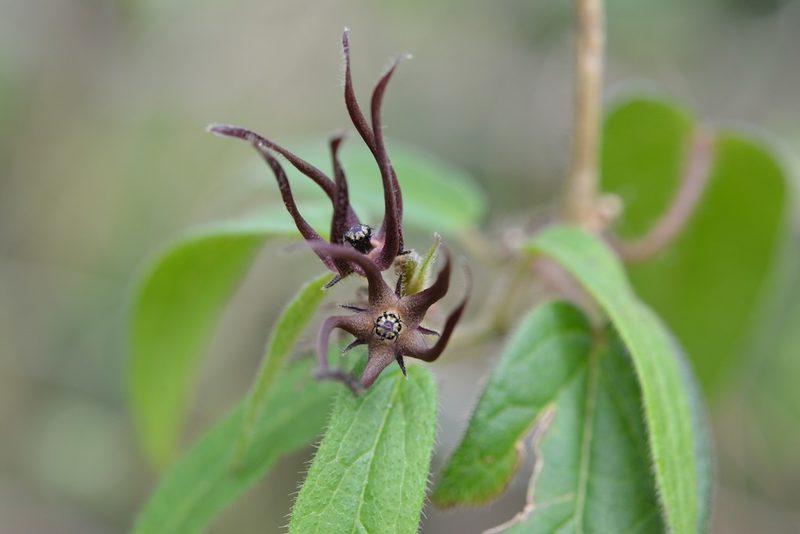 Urostephanus medusae, photographed by Neptalí Ramírez Marcial