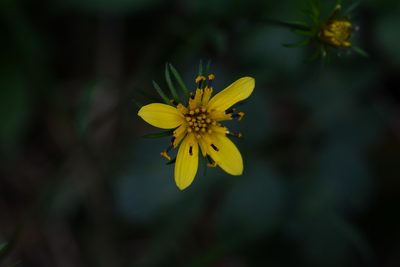 Bidens ostruthioides, photographed by Neptalí Ramírez Marcial