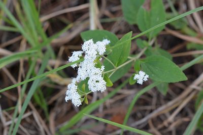 Stevia ovata, photographed by Neptalí Ramírez Marcial