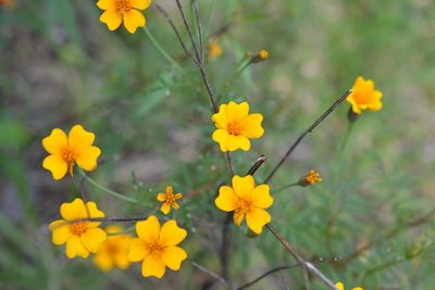 Tagetes tenuifolia, photographed by Neptalí Ramírez Marcial