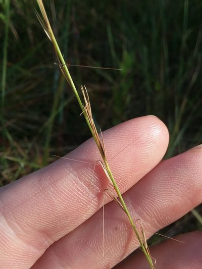 Aristida simpliciflora, photographed by Will McFarland