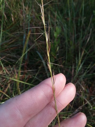 Aristida simpliciflora, photographed by Will McFarland