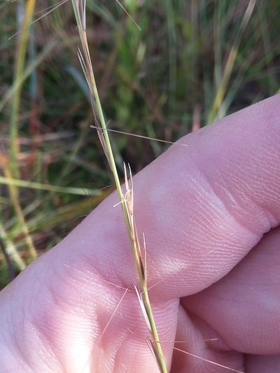 Aristida simpliciflora, photographed by Will McFarland