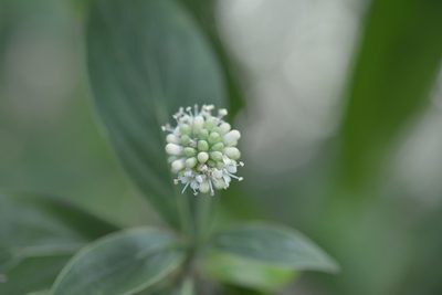 Cornus disciflora, photographed by Neptalí Ramírez Marcial