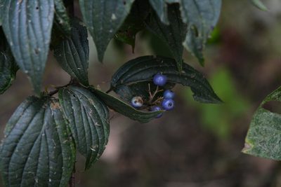 Cornus excelsa, photographed by Neptalí Ramírez Marcial