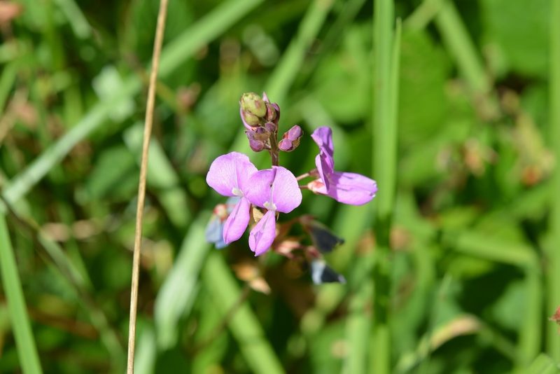 Desmodium pringlei, photographed by Neptalí Ramírez Marcial
