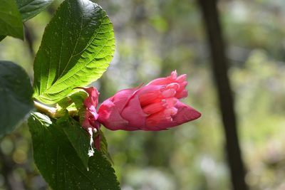 Salvia wagneriana, photographed by Neptalí Ramírez Marcial