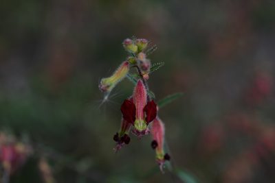 Cuphea hookeriana, photographed by Neptalí Ramírez Marcial