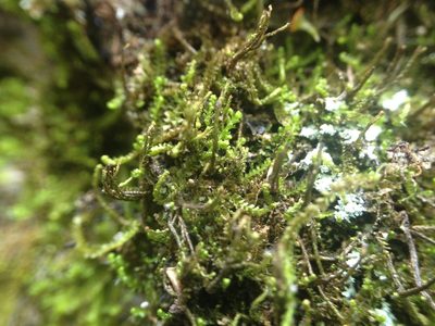 Neoorthocaulis attenuatus, photographed by Étienne Lacroix-Carignan
