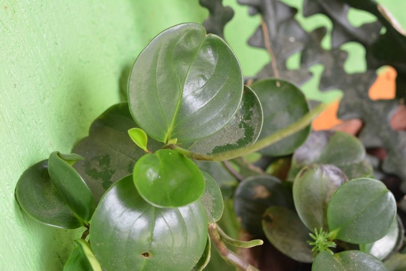 Peperomia magnoliifolia, photographed by Neptalí Ramírez Marcial