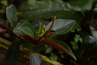 Peperomia consoquitlana, photographed by Neptalí Ramírez Marcial