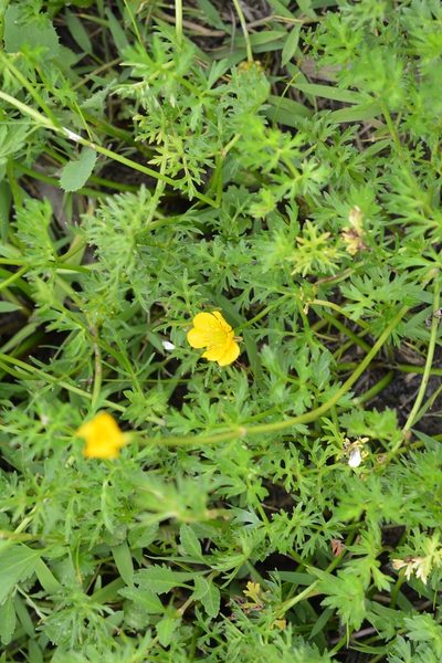 Ranunculus pilosus, photographed by Neptalí Ramírez Marcial