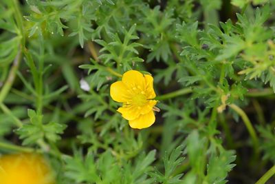 Ranunculus pilosus, photographed by Neptalí Ramírez Marcial