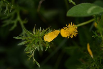 Ranunculus pilosus, photographed by Neptalí Ramírez Marcial