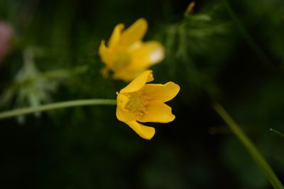 Ranunculus pilosus, photographed by Neptalí Ramírez Marcial