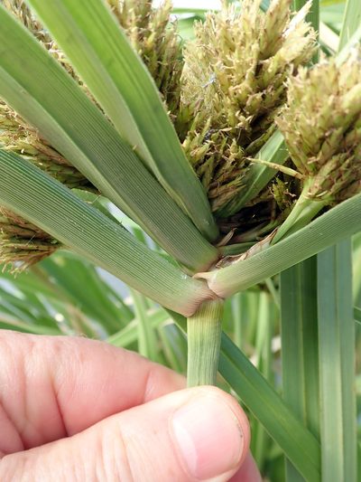 Cyperus insularis, photographed by Peter de Lange