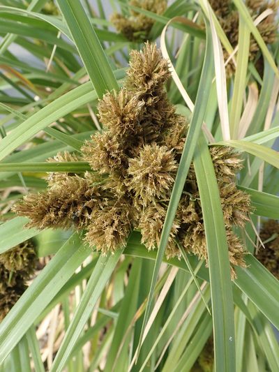 Cyperus insularis, photographed by Peter de Lange