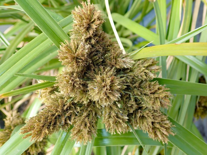 Cyperus insularis, photographed by Peter de Lange