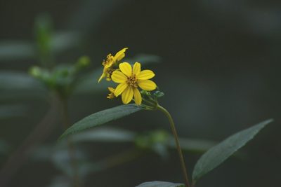 Perymenium gymnolomoides, photographed by Neptalí Ramírez Marcial