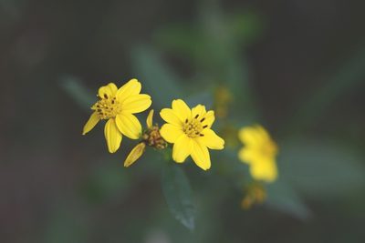 Perymenium gymnolomoides, photographed by Neptalí Ramírez Marcial