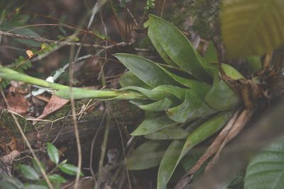 Catopsis occulta, photographed by Neptalí Ramírez Marcial