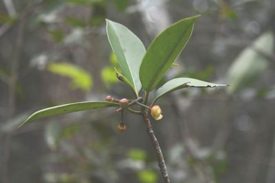 Clusia minor