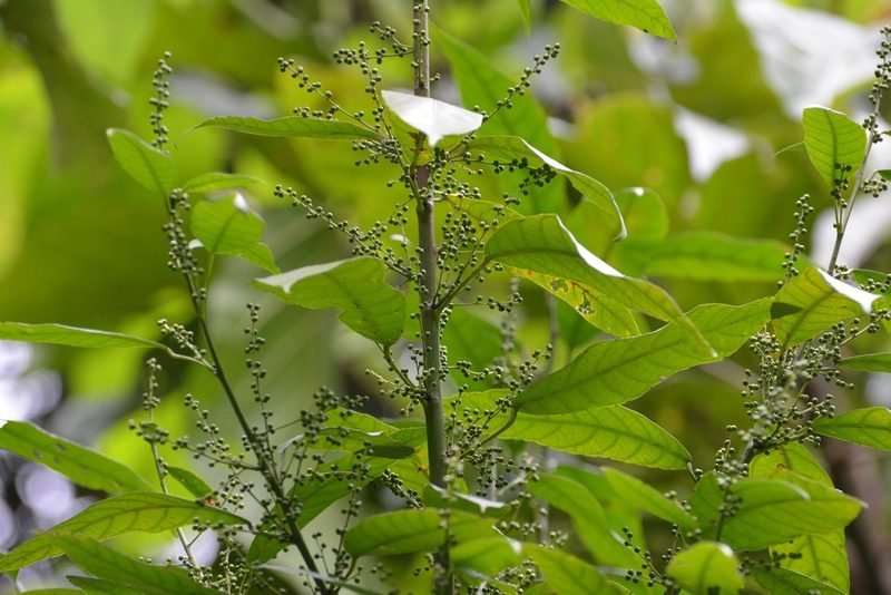 Cleidion castaneifolium, photographed by Neptalí Ramírez Marcial