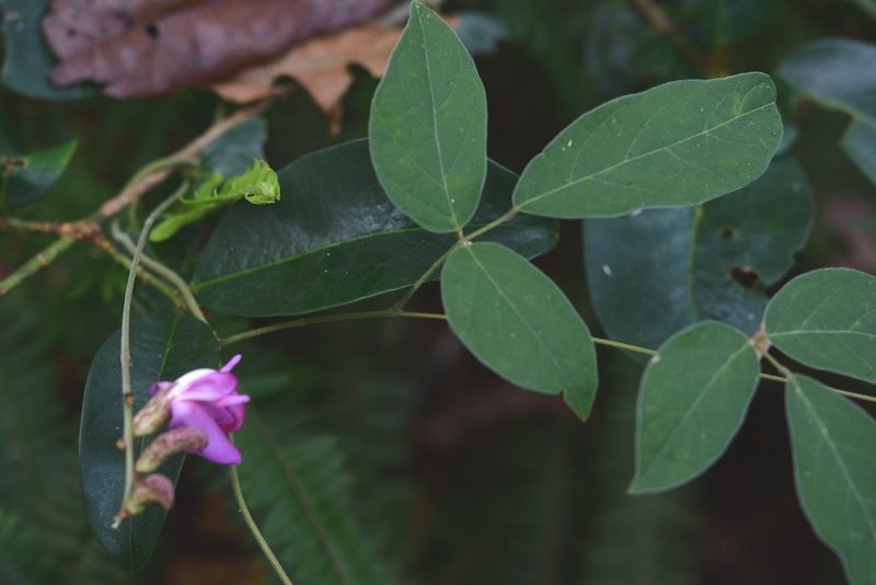 Canavalia oxyphylla, photographed by Neptalí Ramírez Marcial