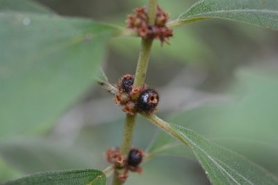 Miconia sericea, photographed by Neptalí Ramírez Marcial