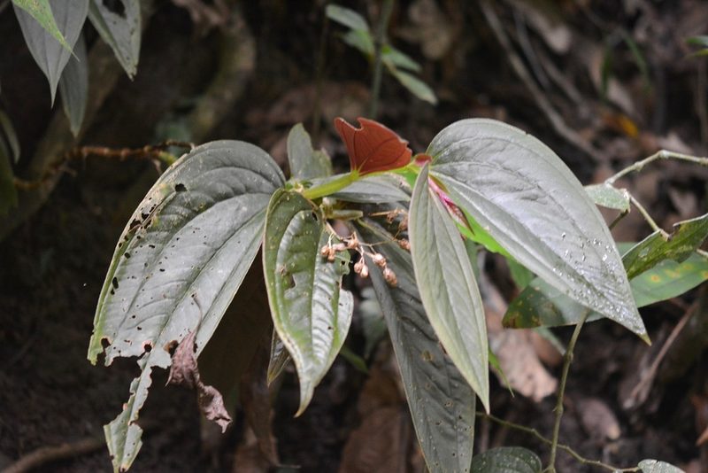 Centradenia grandifolia, photographed by Neptalí Ramírez Marcial