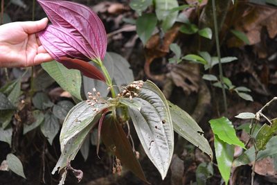 Centradenia grandifolia, photographed by Neptalí Ramírez Marcial