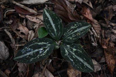 Sarcoglottis schaffneri, photographed by Neptalí Ramírez Marcial