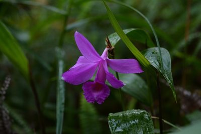 Sobralia macdougallii, photographed by Neptalí Ramírez Marcial