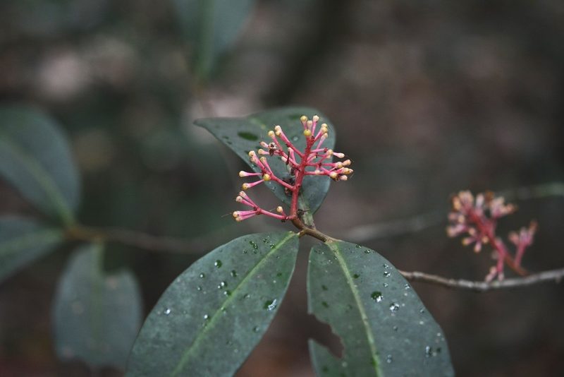 Ardisia staminosa, photographed by Neptalí Ramírez Marcial