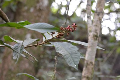 Parathesis rufa, photographed by Neptalí Ramírez Marcial