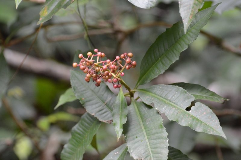 Parathesis rufa, photographed by Neptalí Ramírez Marcial