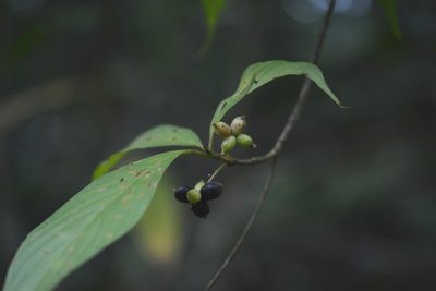 Arachnothryx chiapensis, photographed by Neptalí Ramírez Marcial