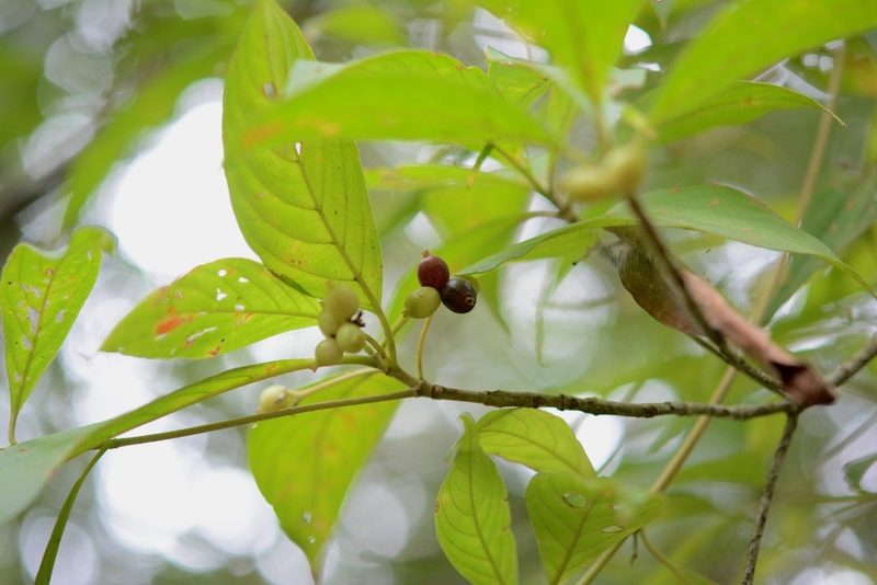 Arachnothryx chiapensis, photographed by Neptalí Ramírez Marcial