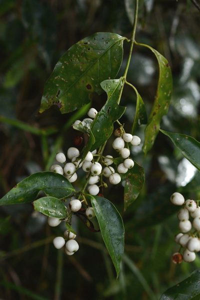 Chiococca phaenostemon, photographed by Neptalí Ramírez Marcial