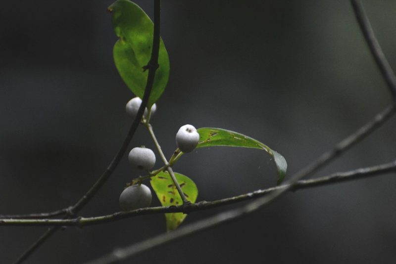 Chiococca filipes, photographed by Neptalí Ramírez Marcial