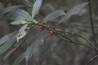 Hoffmannia nicotianifolia, photographed by Neptalí Ramírez Marcial