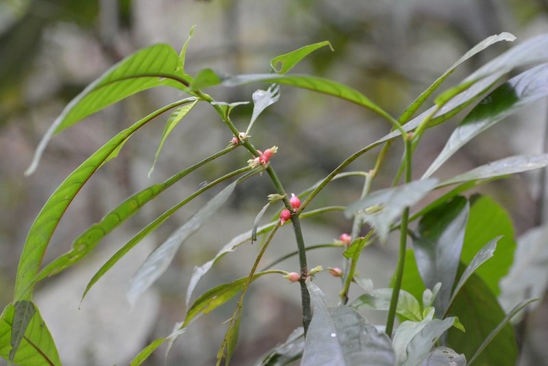 Hoffmannia nicotianifolia, photographed by Neptalí Ramírez Marcial
