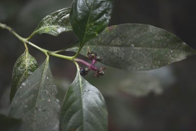 Palicourea gracilenta, photographed by Neptalí Ramírez Marcial