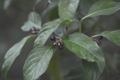 Palicourea gracilenta, photographed by Neptalí Ramírez Marcial