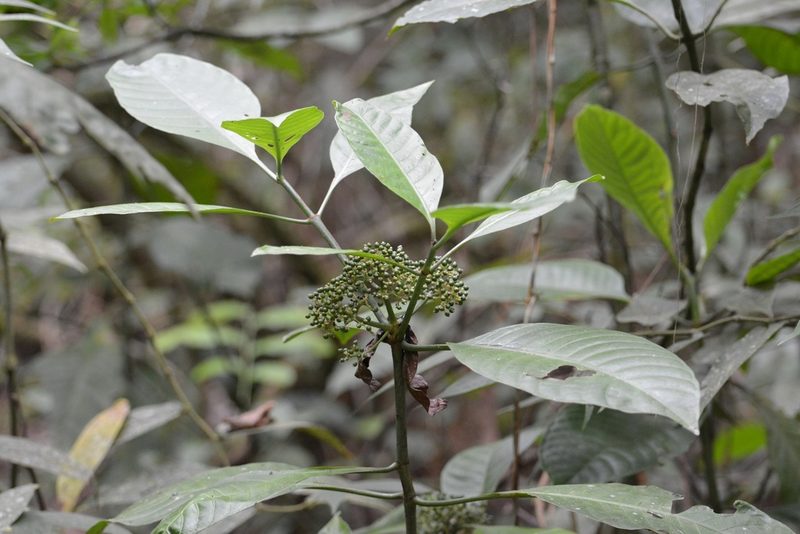 Psychotria trichotoma, photographed by Neptalí Ramírez Marcial