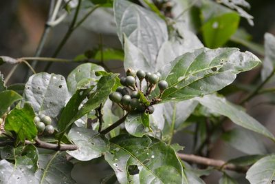 Solanum rovirosanum, photographed by Neptalí Ramírez Marcial