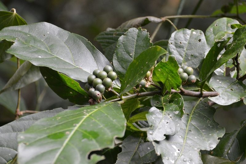 Solanum rovirosanum, photographed by Neptalí Ramírez Marcial