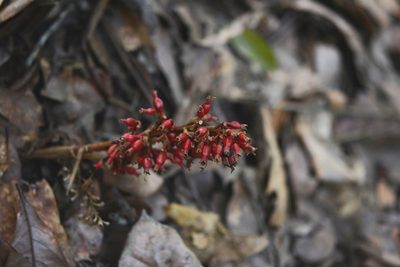 Renealmia mexicana, photographed by Neptalí Ramírez Marcial